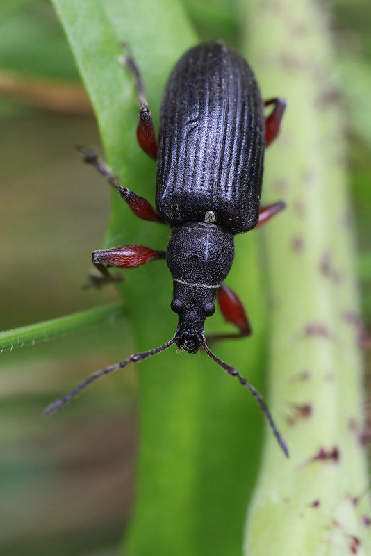 Phyllobius glaucus var. densatus